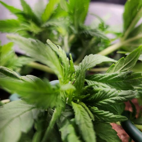 Blue Dream Auto growlog photo: Small break in plant, seeing of rooting gel will fix it