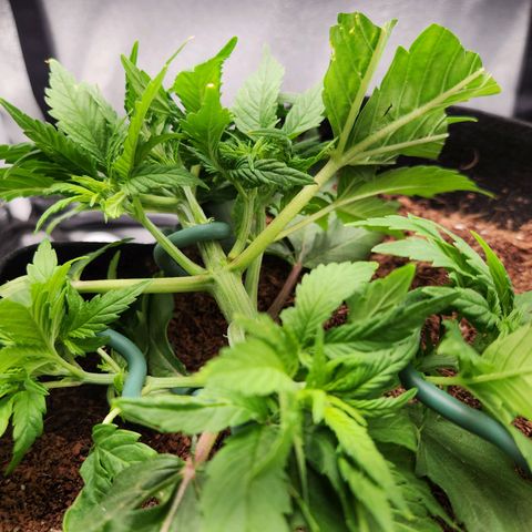 Blue Dream Auto growlog photo: Small break in plant, seeing of rooting gel will fix it