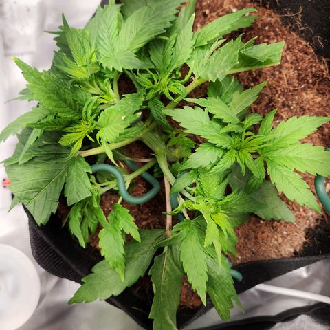 Blue Dream Auto growlog photo: Small break in plant, seeing of rooting gel will fix it
