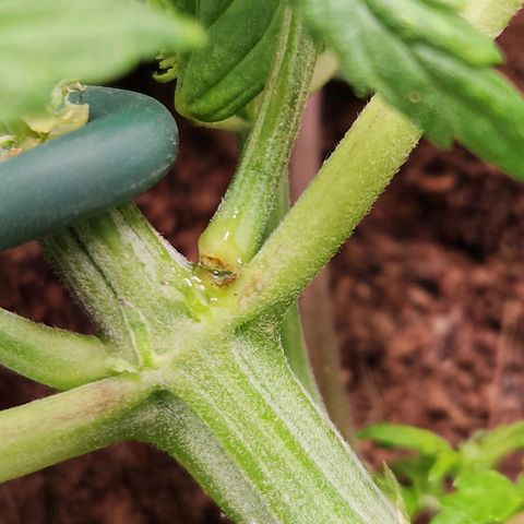 Blue Dream Auto growlog photo: Small break in plant, seeing of rooting gel will fix it