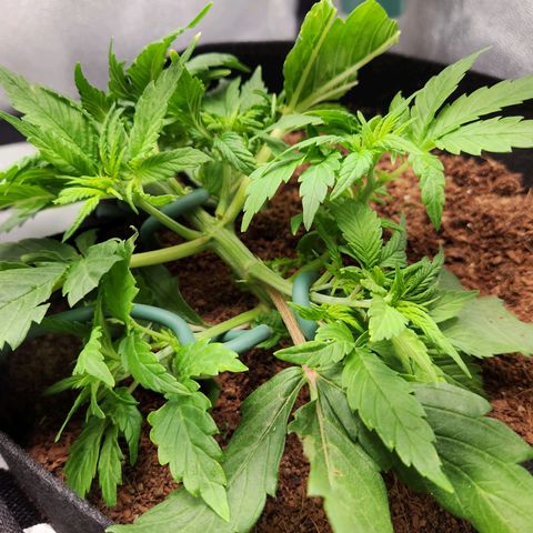 Blue Dream Auto growlog photo: Small break in plant, seeing of rooting gel will fix it