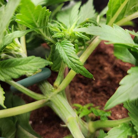 Blue Dream Auto growlog photo: Small break in plant, seeing of rooting gel will fix it