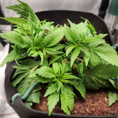 Blue Dream Auto growlog timeline photo