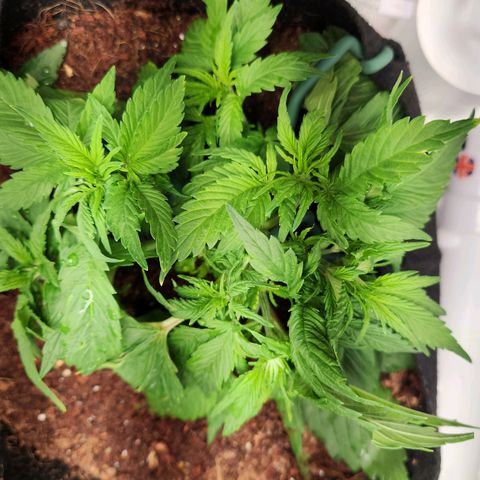 Blue Dream Auto growlog timeline photo
