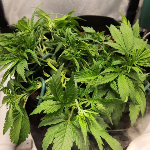 Blue Dream Auto growlog timeline photo