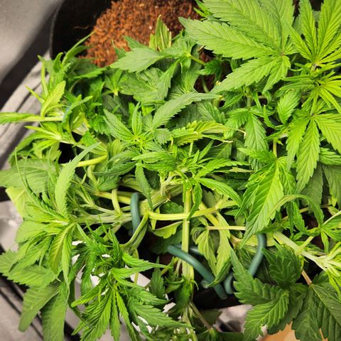 Blue Dream Auto growlog timeline photo