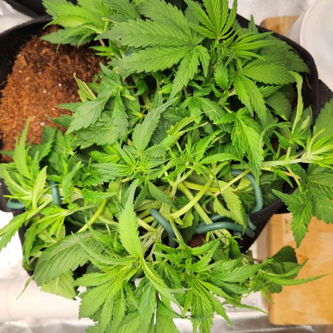 Blue Dream Auto growlog timeline photo