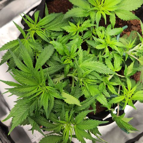 Blue Dream Auto growlog photo: Heavy defoliation