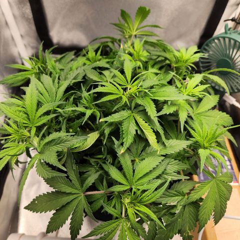 Blue Dream Auto growlog timeline photo