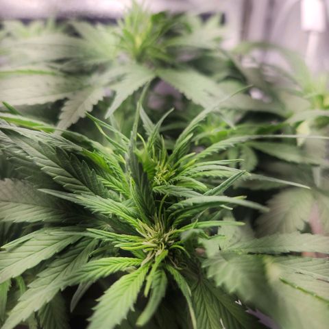 Blue Dream Auto growlog timeline photo