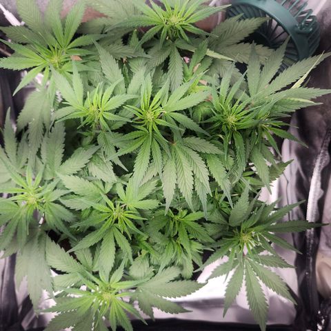 Blue Dream Auto growlog timeline photo