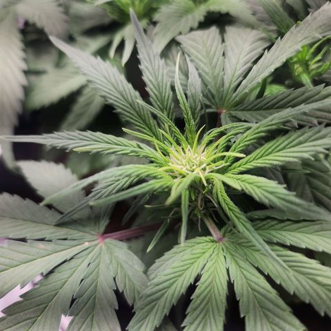 Blue Dream Auto growlog timeline photo