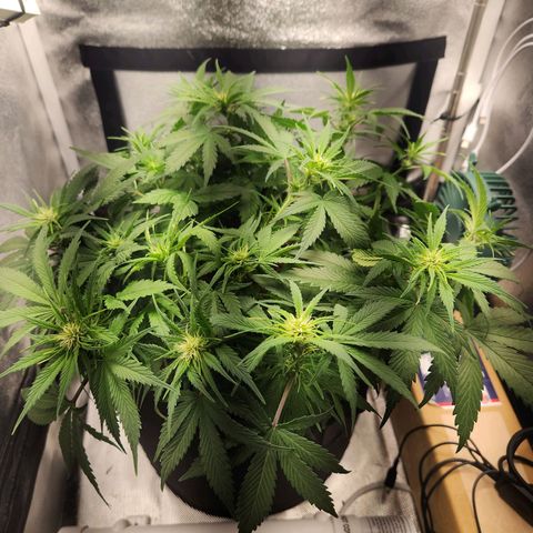 Blue Dream Auto growlog timeline photo