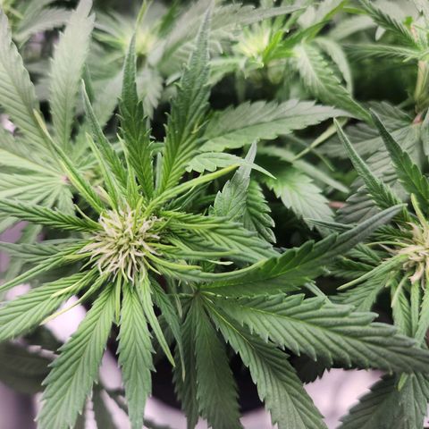 Blue Dream Auto growlog timeline photo