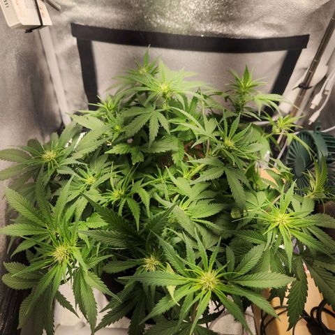 Blue Dream Auto growlog timeline photo