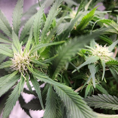 Blue Dream Auto growlog timeline photo