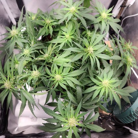 Blue Dream Auto growlog timeline photo