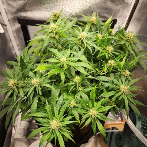 Blue Dream Auto growlog timeline photo