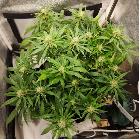 Blue Dream Auto growlog timeline photo