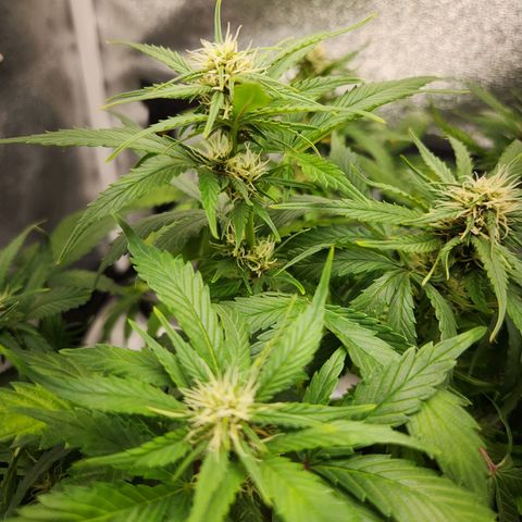 Blue Dream Auto growlog timeline photo