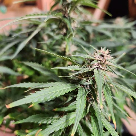 Blue Dream Auto growlog photo: Bit of burn from the heat
