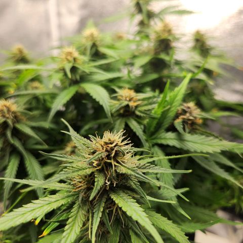 Blue Dream Auto growlog photo: Bit of burn from the heat