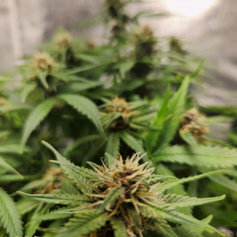 Blue Dream Auto growlog photo: Bit of burn from the heat