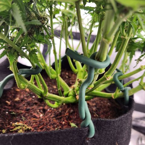 Blue Dream Auto growlog photo: Bit of burn from the heat