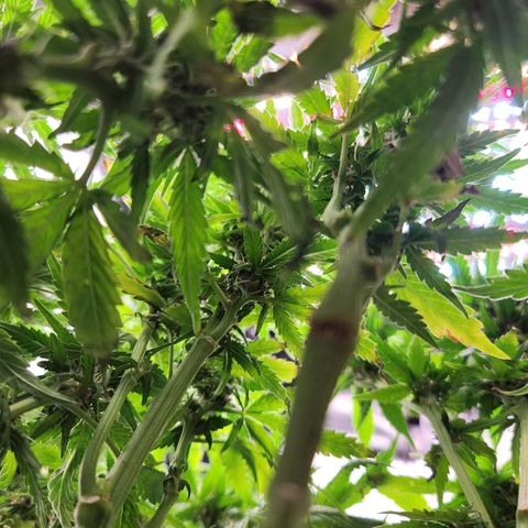 Blue Dream Auto growlog timeline photo
