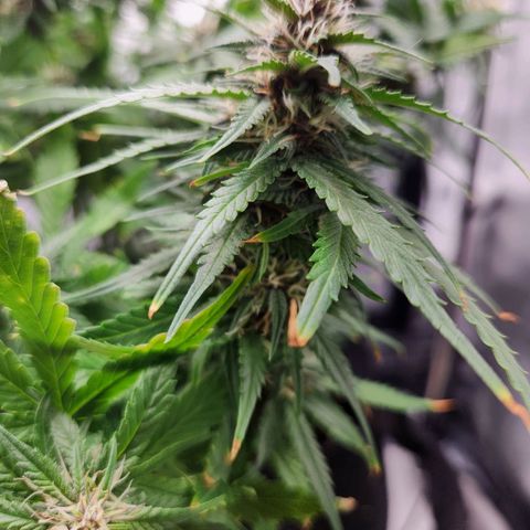 Blue Dream Auto growlog timeline photo