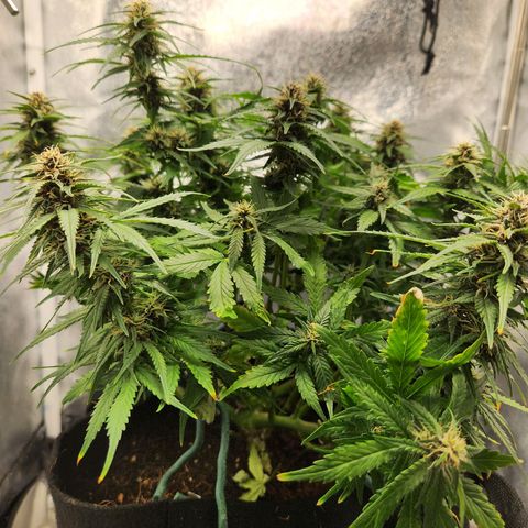 Blue Dream Auto growlog timeline photo