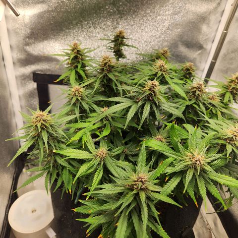 Blue Dream Auto growlog photo: Brown tips