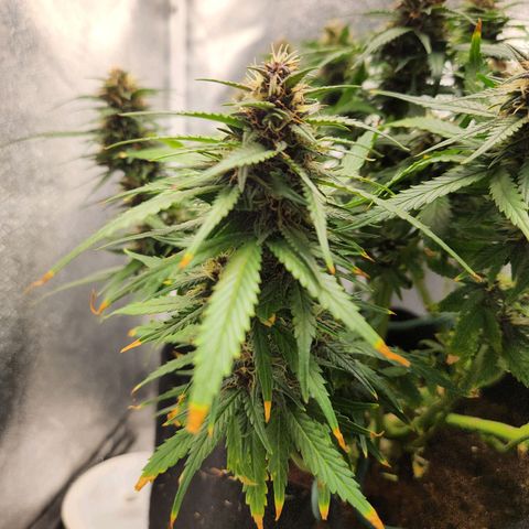 Blue Dream Auto growlog photo: Brown tips