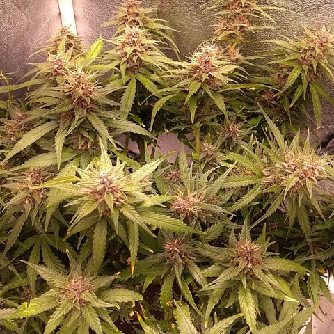 Blue Dream Auto growlog timeline photo