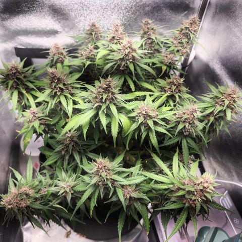 Blue Dream Auto growlog timeline photo