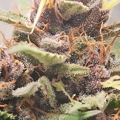 Blue Dream Auto growlog timeline photo