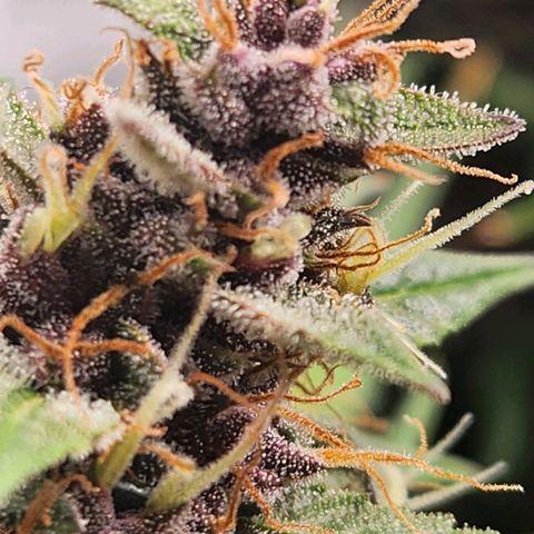 Blue Dream Auto growlog timeline photo