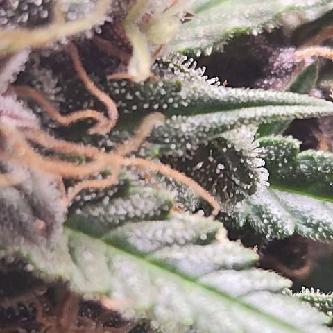 Blue Dream Auto growlog timeline photo