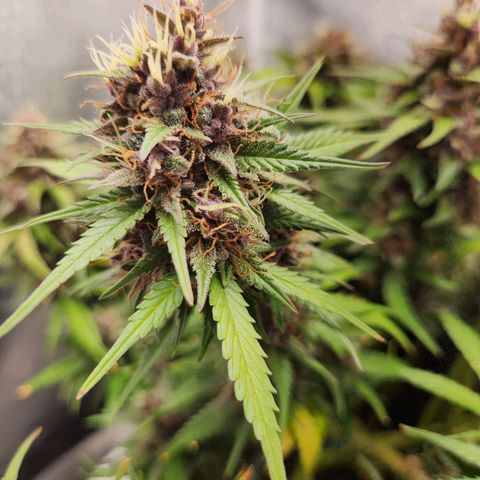 Blue Dream Auto growlog timeline photo