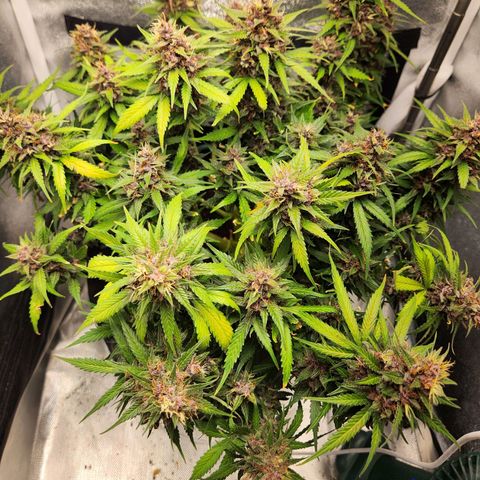 Blue Dream Auto growlog timeline photo