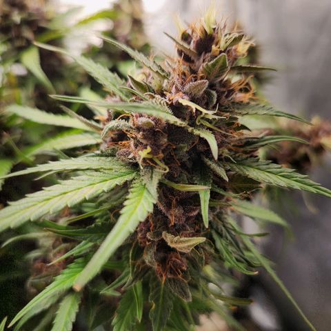 Blue Dream Auto growlog timeline photo