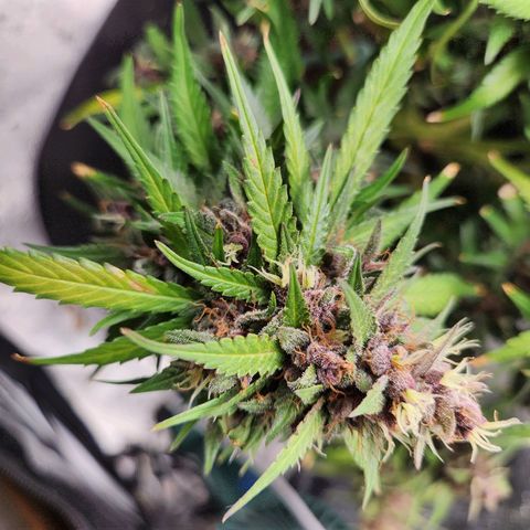 Blue Dream Auto growlog timeline photo