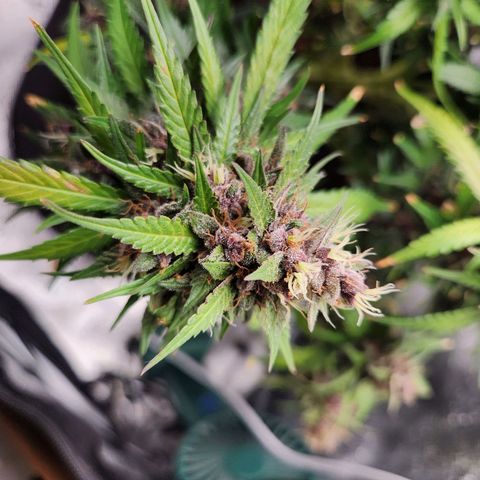 Blue Dream Auto growlog timeline photo