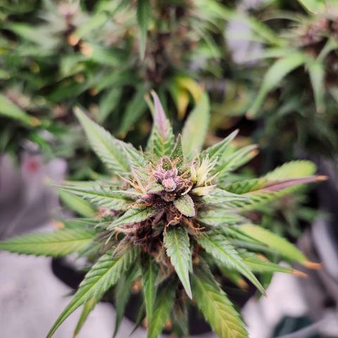Blue Dream Auto growlog timeline photo