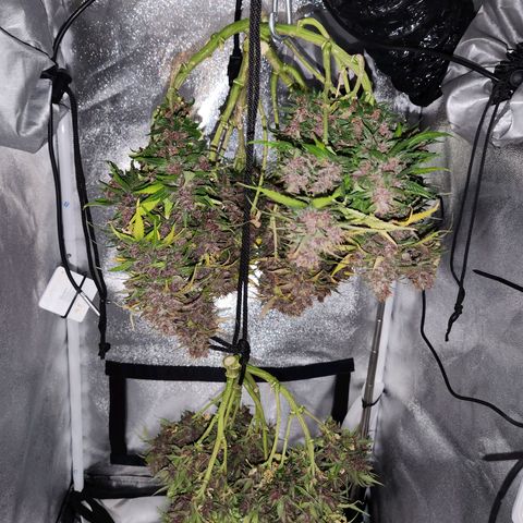 Blue Dream Auto growlog timeline photo
