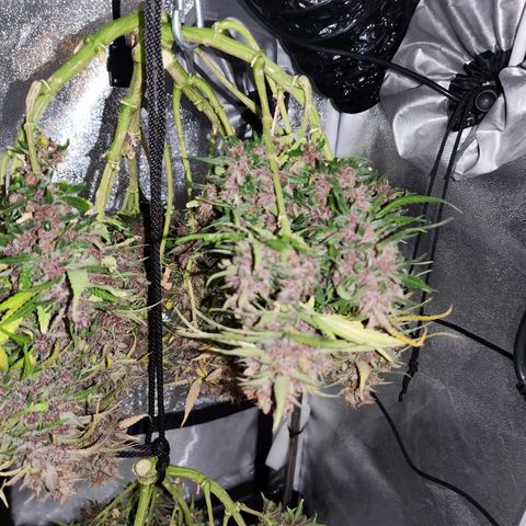 Blue Dream Auto growlog timeline photo