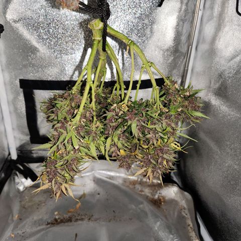 Blue Dream Auto growlog timeline photo