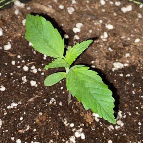 Wedding Cheesecake Auto growlog timeline photo