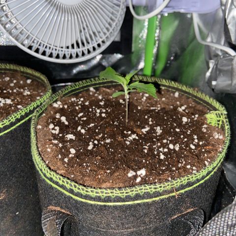 Wedding Cheesecake Auto growlog timeline photo