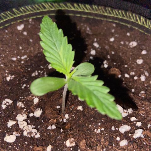 Girl Scout Cookies Auto growlog timeline photo